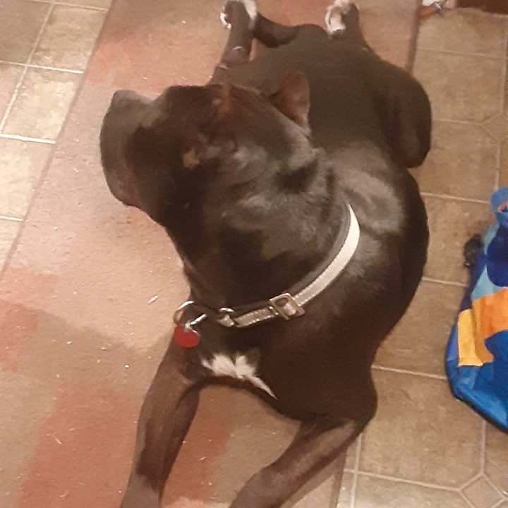 Bruce Wayne “Batman” – check out his ears! Handsome & Smart!! Fostered in Claremont, NH, a Adoptable mixed breed in Cambridge, MA image 4/6