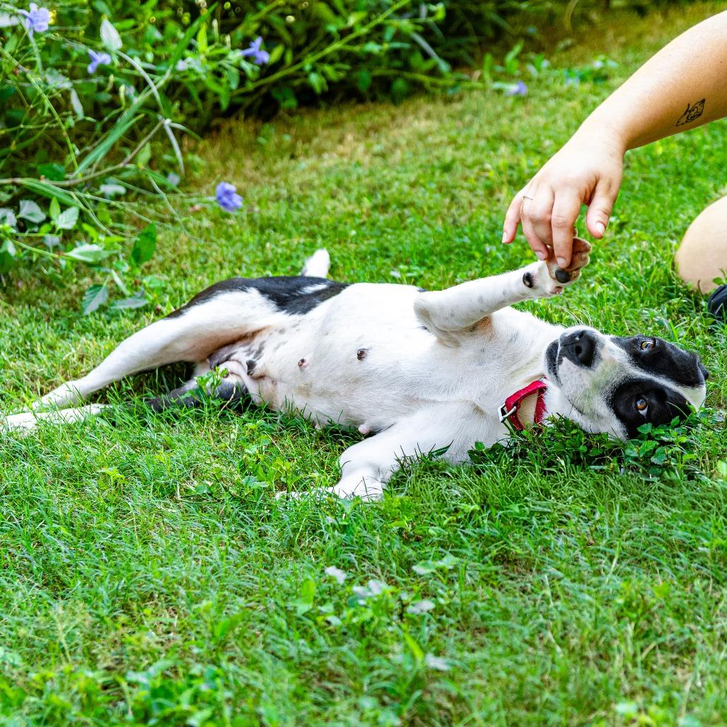 Lettie, Adoptable, Adult Female Mixed Breed.