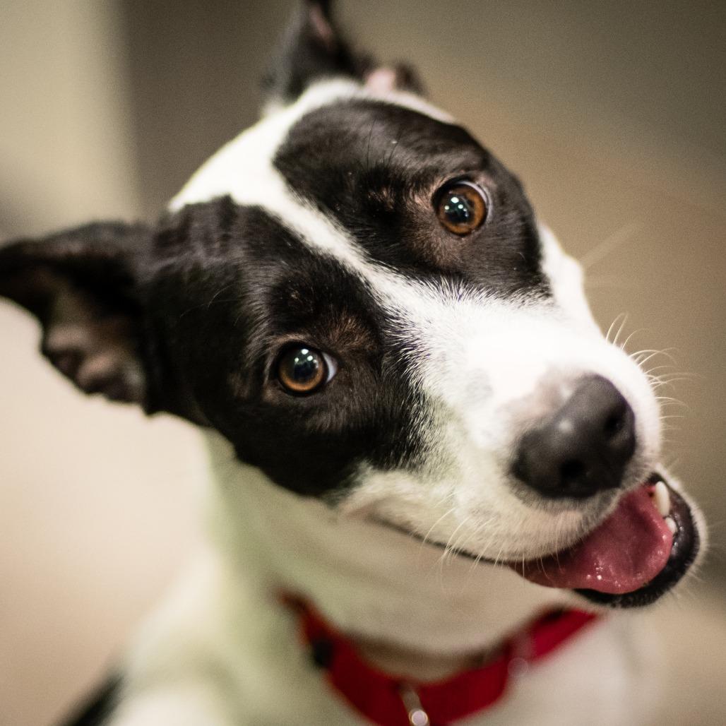 Enlarge Lettie, a Adoptable Mixed Breed in Houston, TX image 2/4