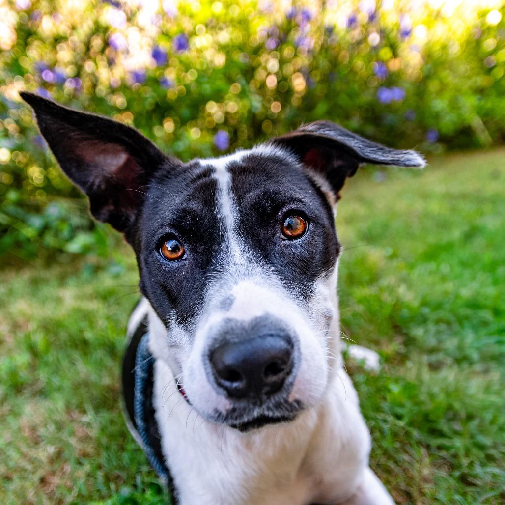 Enlarge Lettie, a Adoptable Mixed Breed in Houston, TX image 3/4