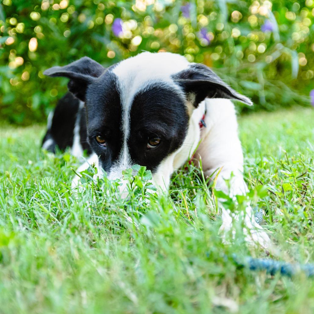 Enlarge Lettie, a Adoptable Mixed Breed in Houston, TX image 4/4