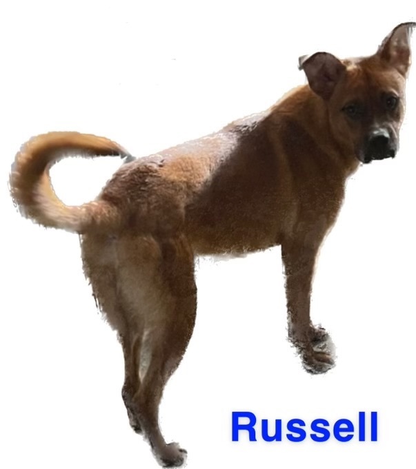 Enlarge Russell , a Adoptable mixed breed in Canyon, TX image 1/1