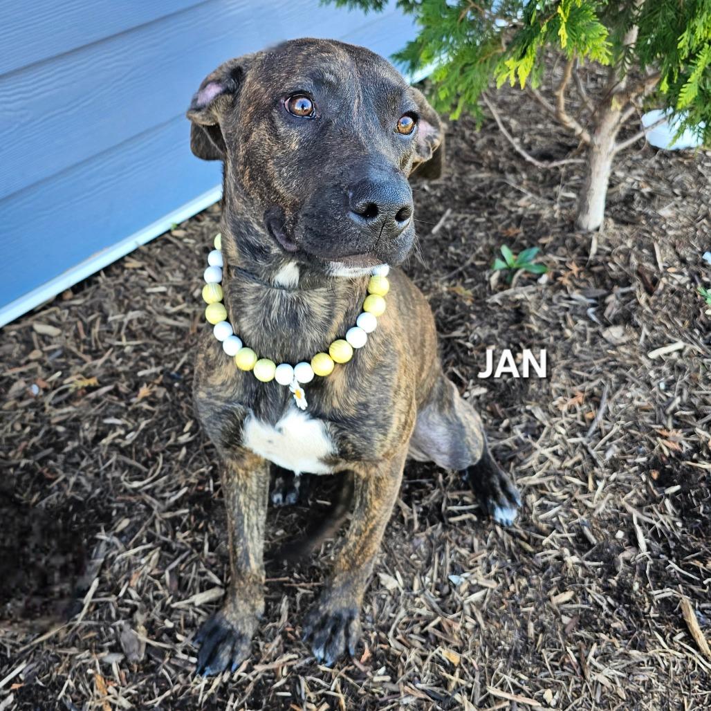Jan, Adoptable, Adult Female Hound & Mixed Breed.