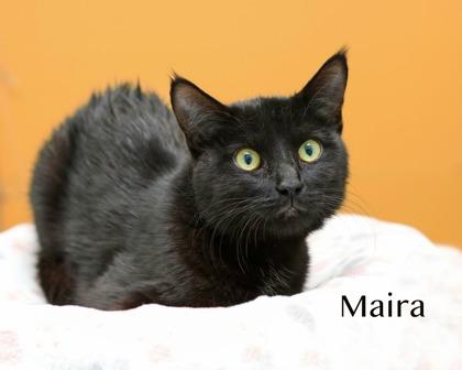 Maira, Adoptable, Adult Female Domestic Short Hair & Domestic Short Hair.