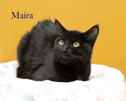 Maira, a Adoptable mixed breed in Parma, OH image 2/2