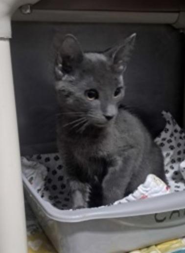 Pinot, Adopted, Kitten Male Domestic Short Hair.