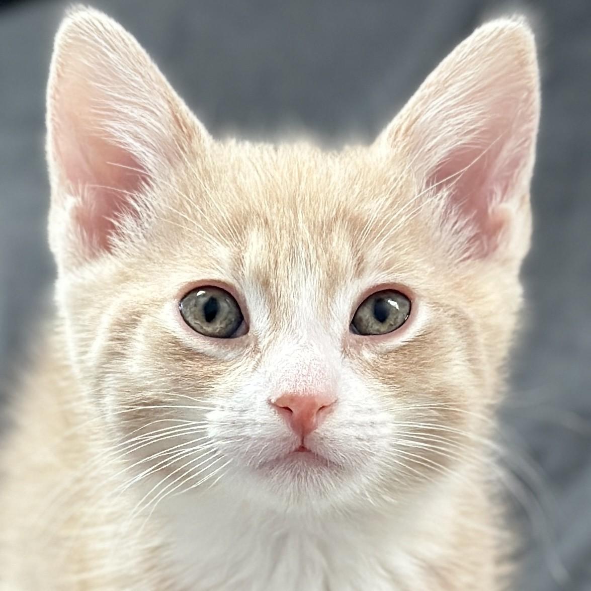 Parker, adopted, Kitten Male Domestic Short Hair.