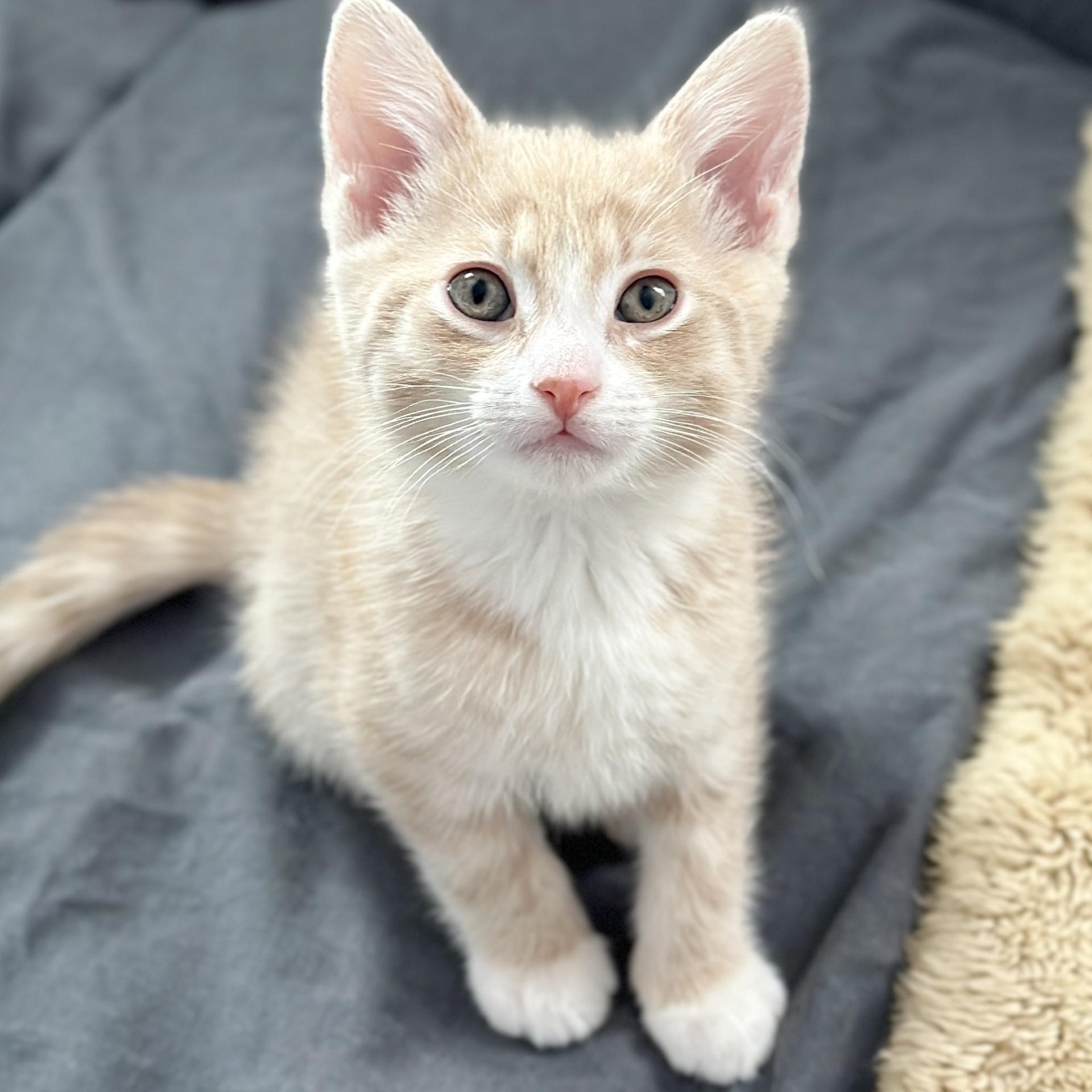 Enlarge Parker, an adopted Domestic Short Hair in Victor, NY image 2/2