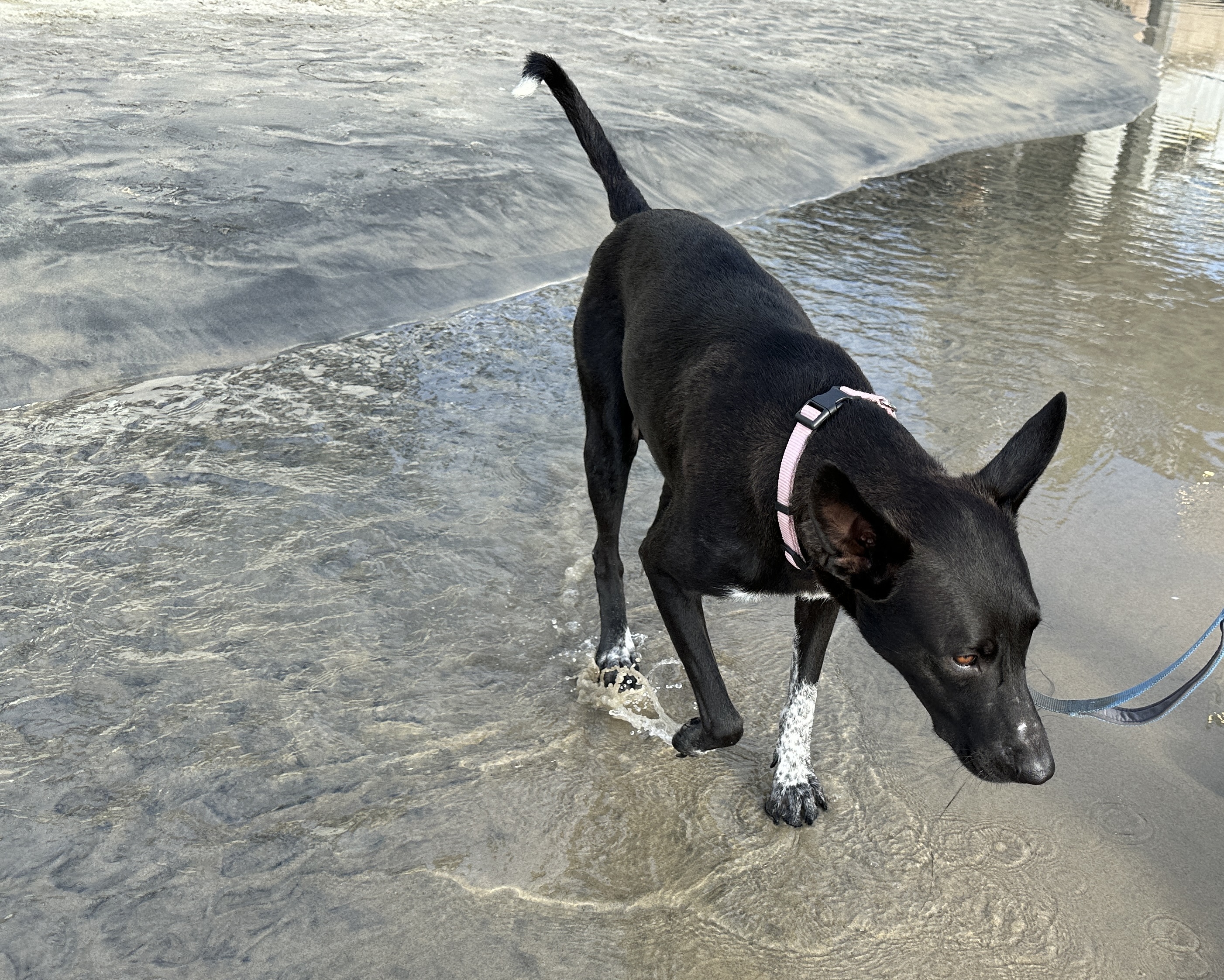 Bunny ID 241428, a Adopted German Shepherd Dog in San Diego , CA image 3/5