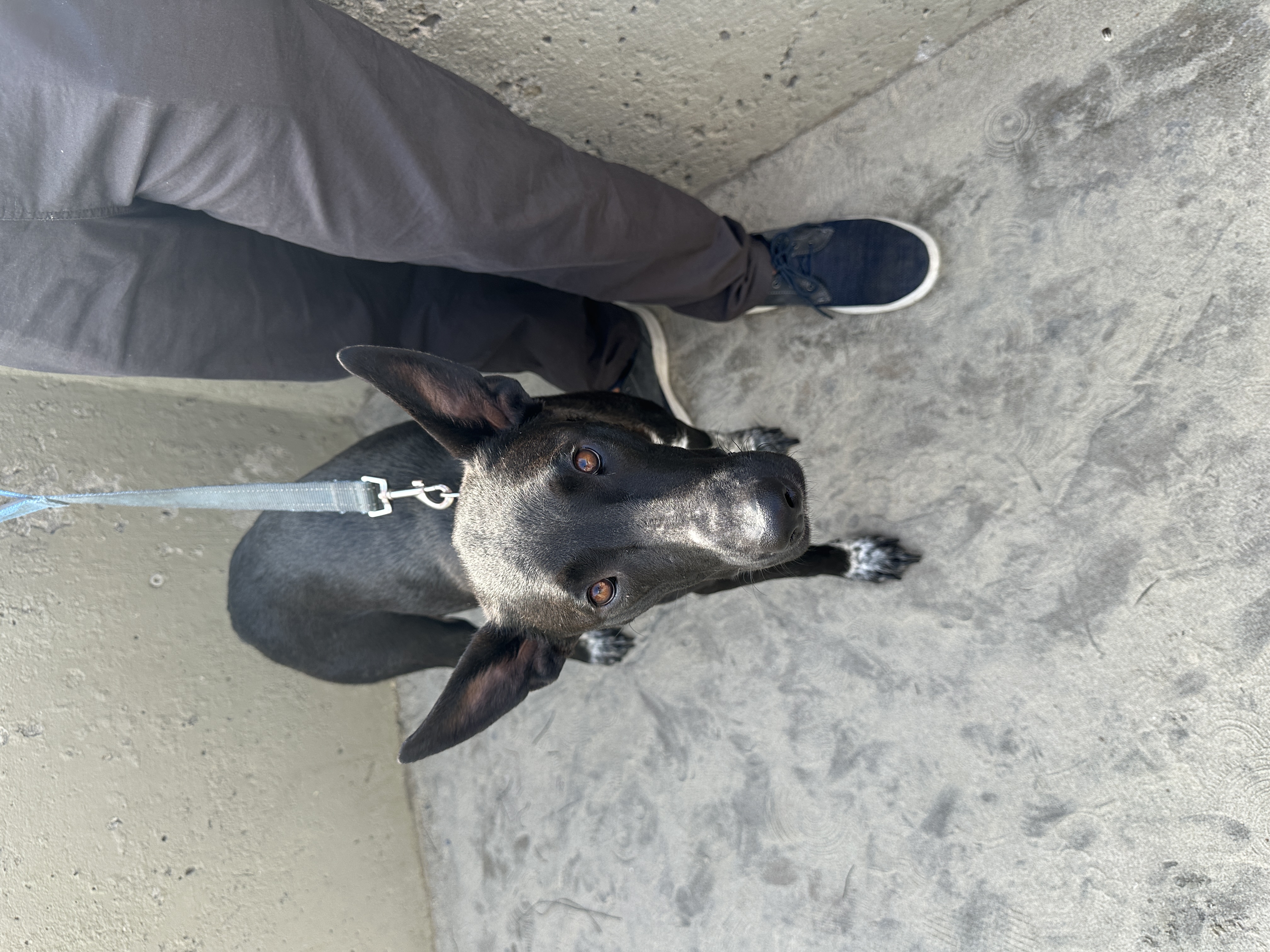 Bunny ID 241428, a Adopted German Shepherd Dog in San Diego , CA image 4/5