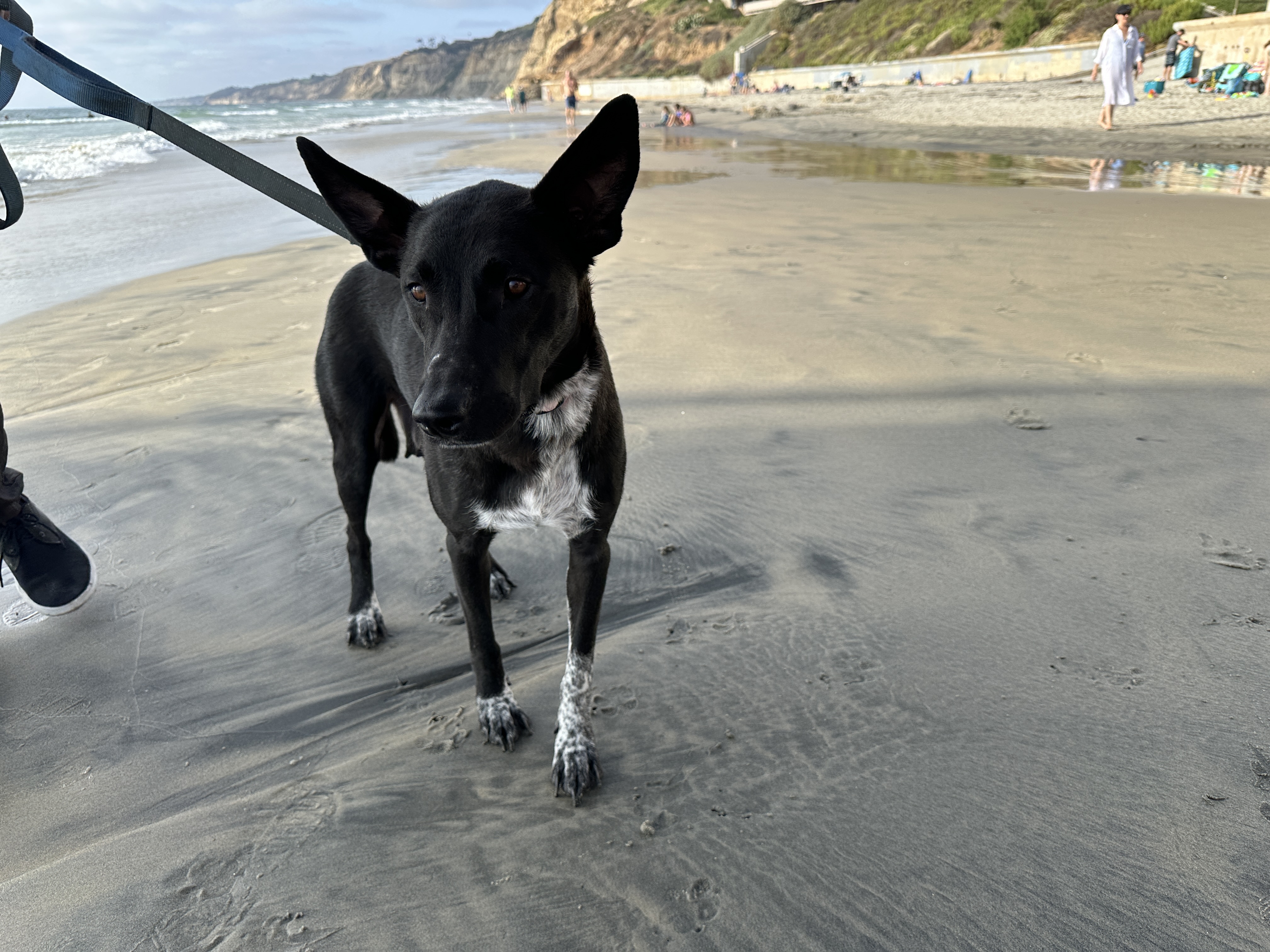 Bunny ID 241428, Adopted, Adult Female German Shepherd Dog.