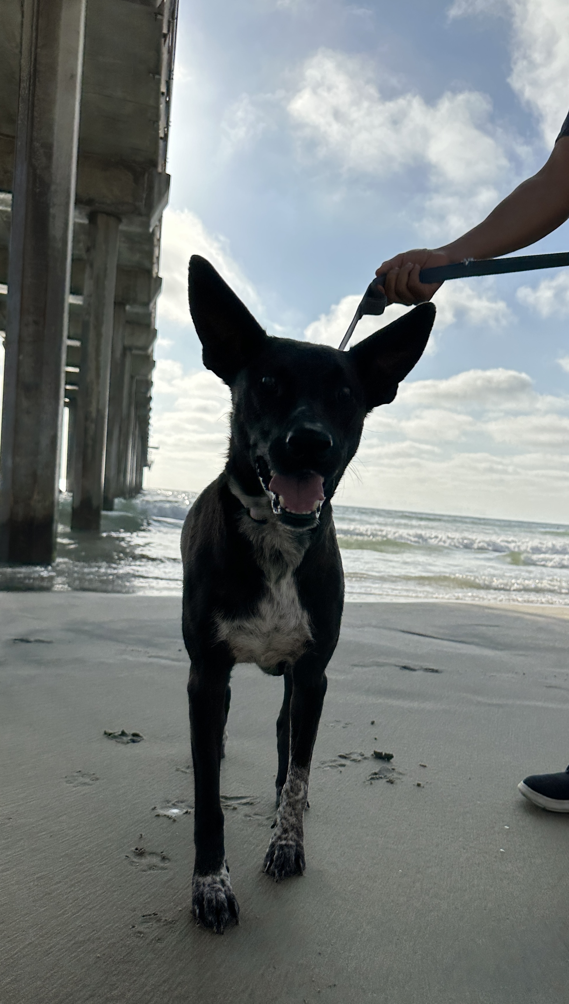 Bunny ID 241428, a Adopted German Shepherd Dog in San Diego , CA image 5/5