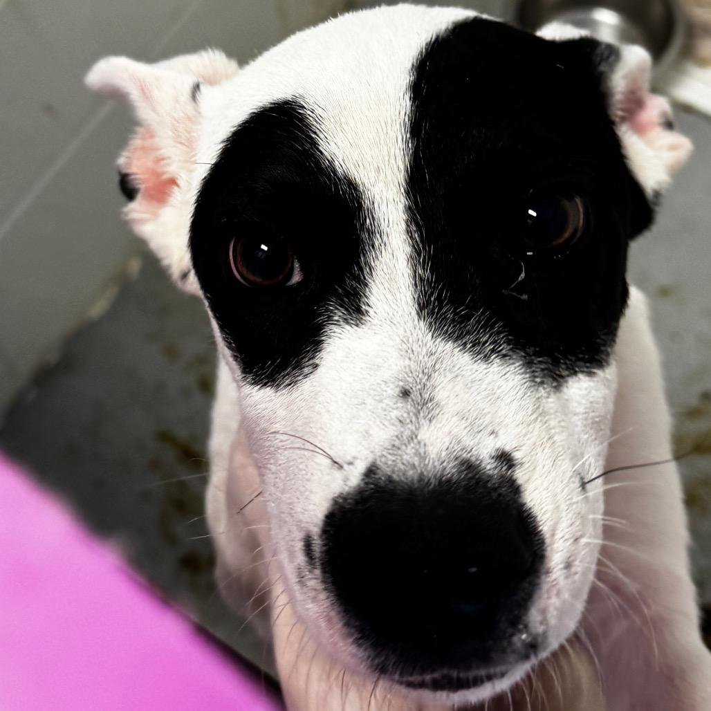 Enlarge Bullseye, a Adoptable mixed breed in Clarksdale, MS image 1/1