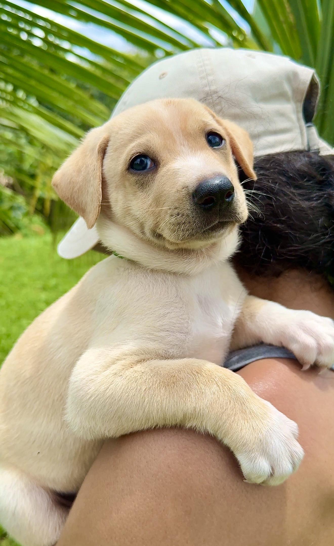 Max - Smiley, Loving, Boy Puppy *LOW FEE*, Adoptable, Puppy Male Labrador Retriever & Dachshund.