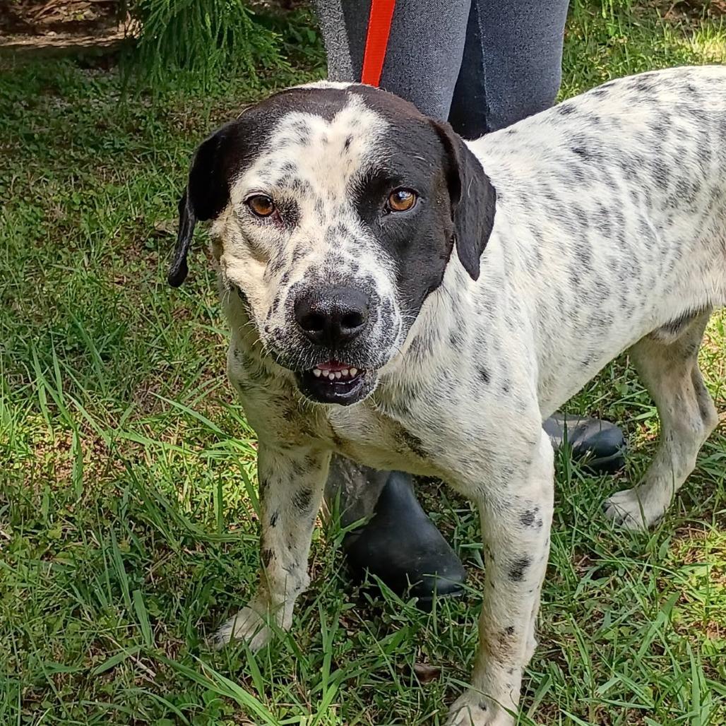 Enlarge Salmon, a Adoptable mixed breed in Clanton, AL image 1/1