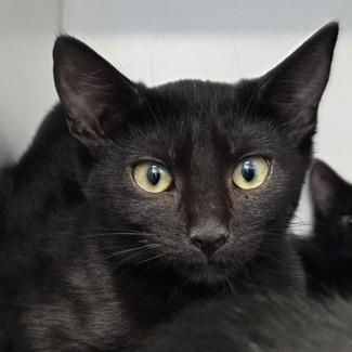 Relish, Adoptable, Kitten Female Domestic Short Hair & Mixed Breed.