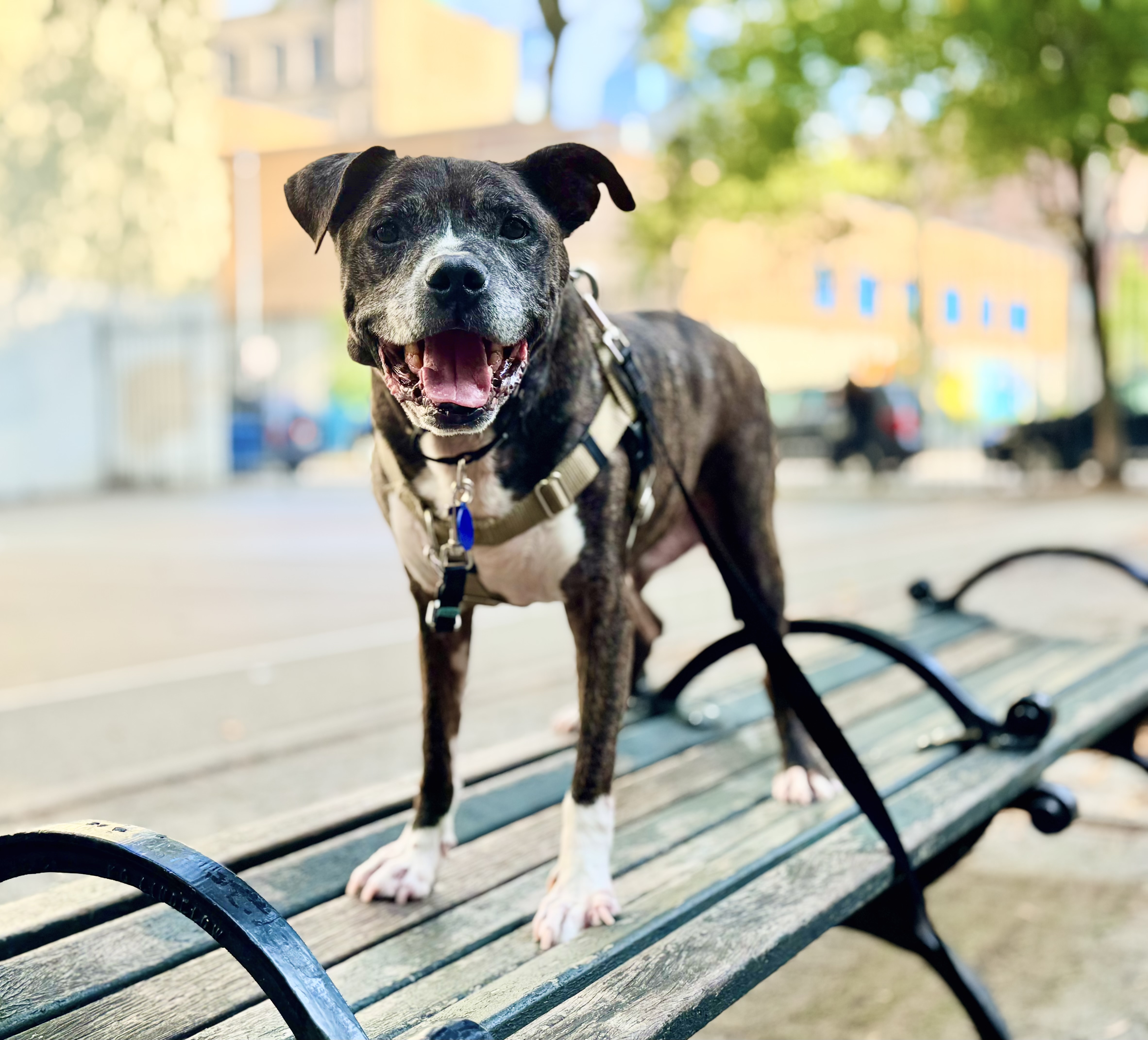 Lazzi Mixed Breed Dog