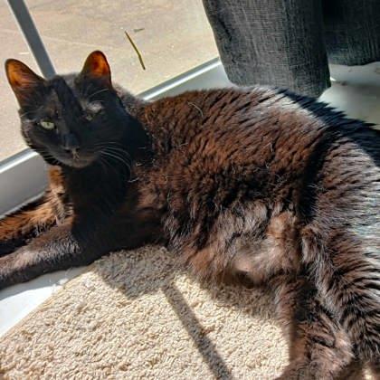 Lokey, Adoptable, Adult Male Domestic Short Hair.