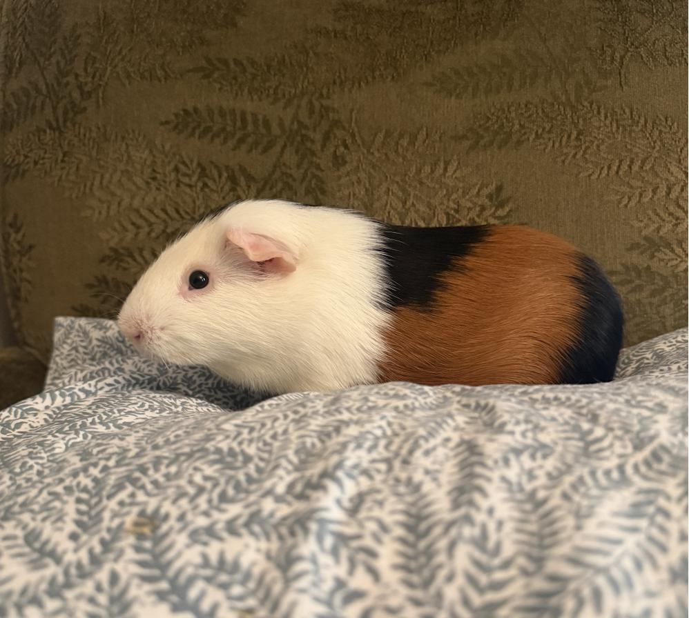 Fig and Pibb BONDED, ADOPTABLE, Adult Male Guinea Pig.