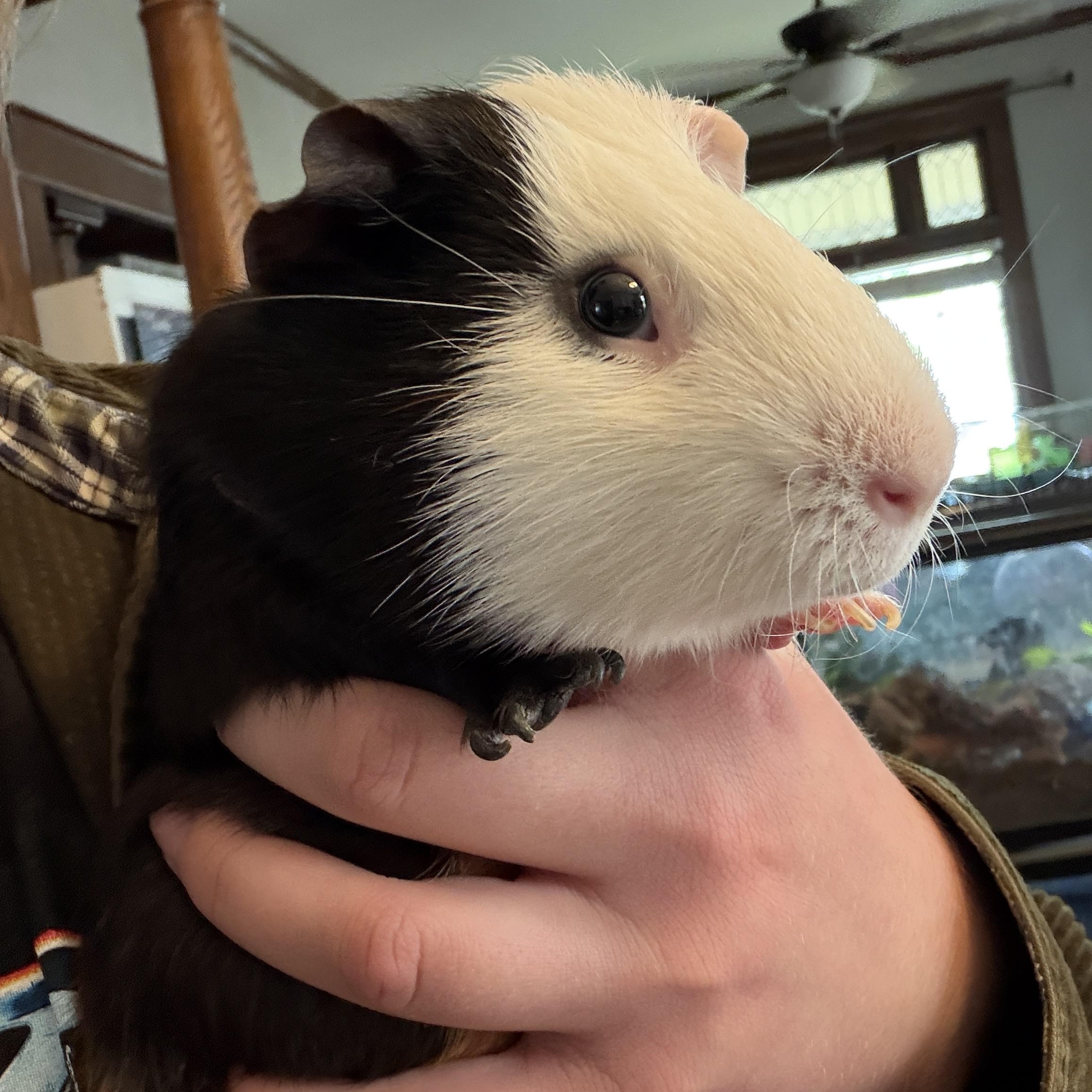 Enlarge Fig and Pibb BONDED, a ADOPTABLE Guinea Pig in Minneapolis, MN image 3/4
