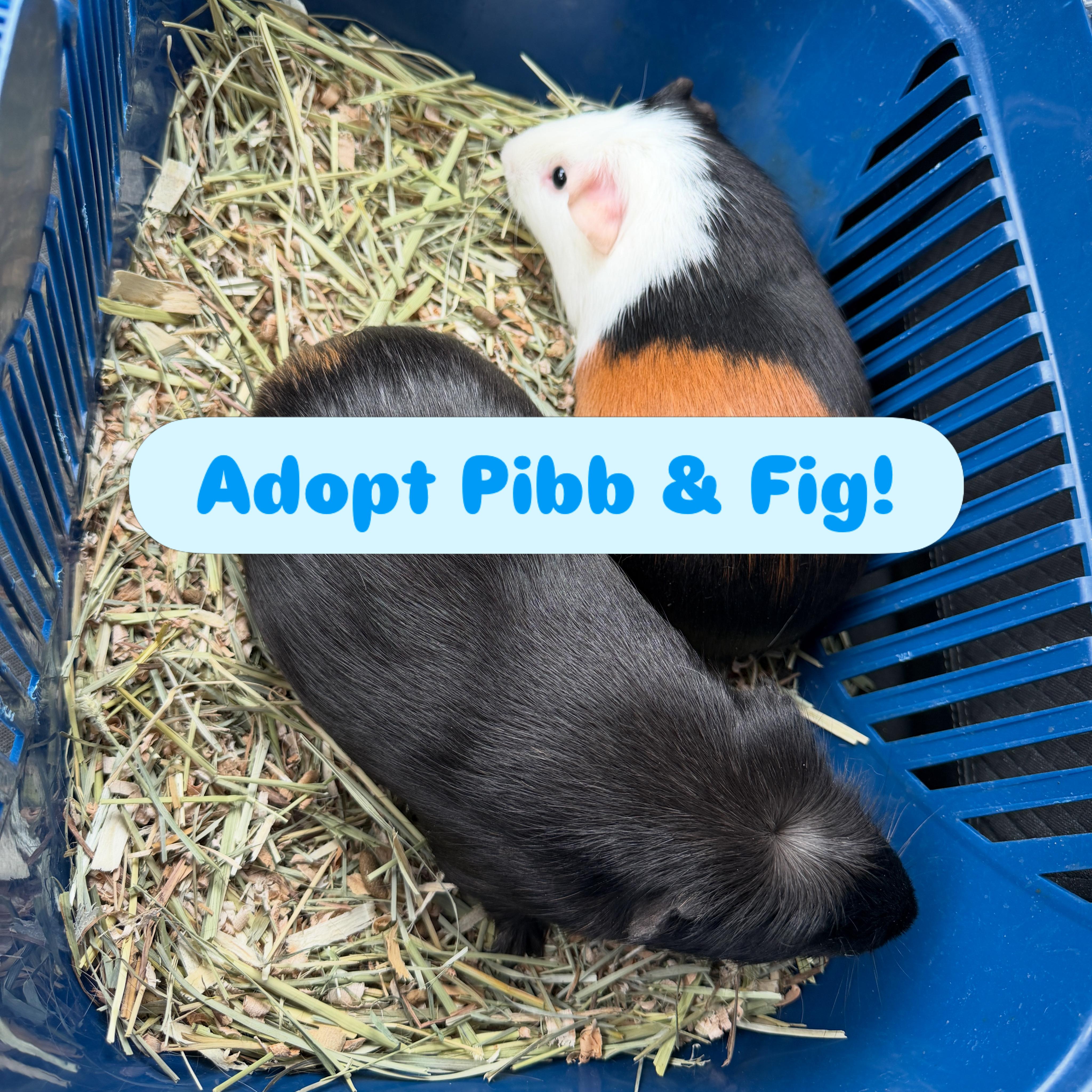 Enlarge Fig and Pibb BONDED, a ADOPTABLE Guinea Pig in Minneapolis, MN image 1/4