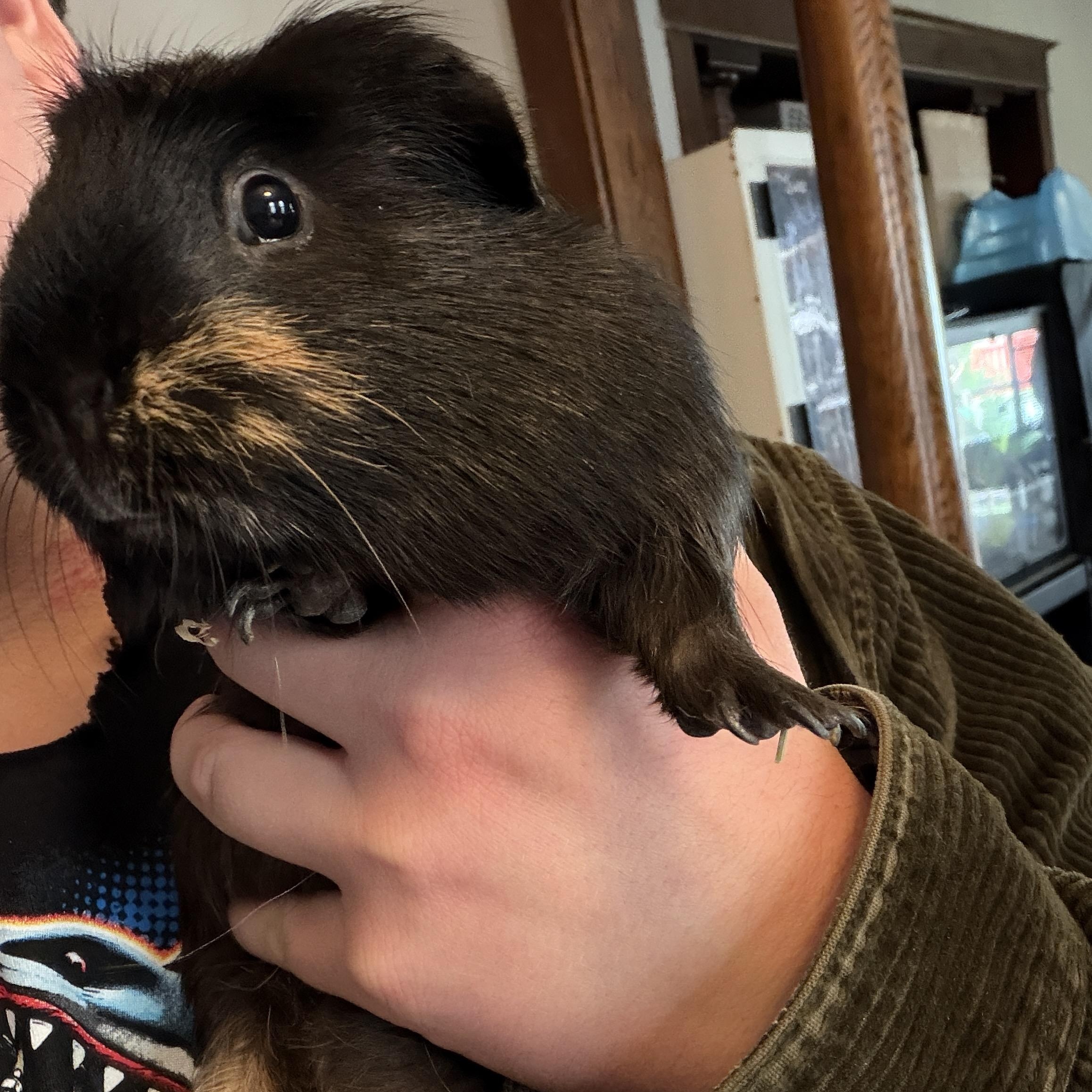 Enlarge Fig and Pibb BONDED, a ADOPTABLE Guinea Pig in Minneapolis, MN image 4/4
