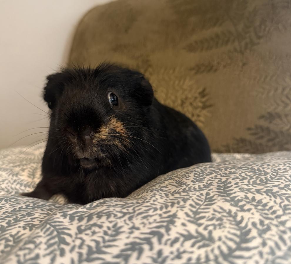 Fig and Pibb BONDED, a ADOPTABLE Guinea Pig in Minneapolis, MN image 3/4