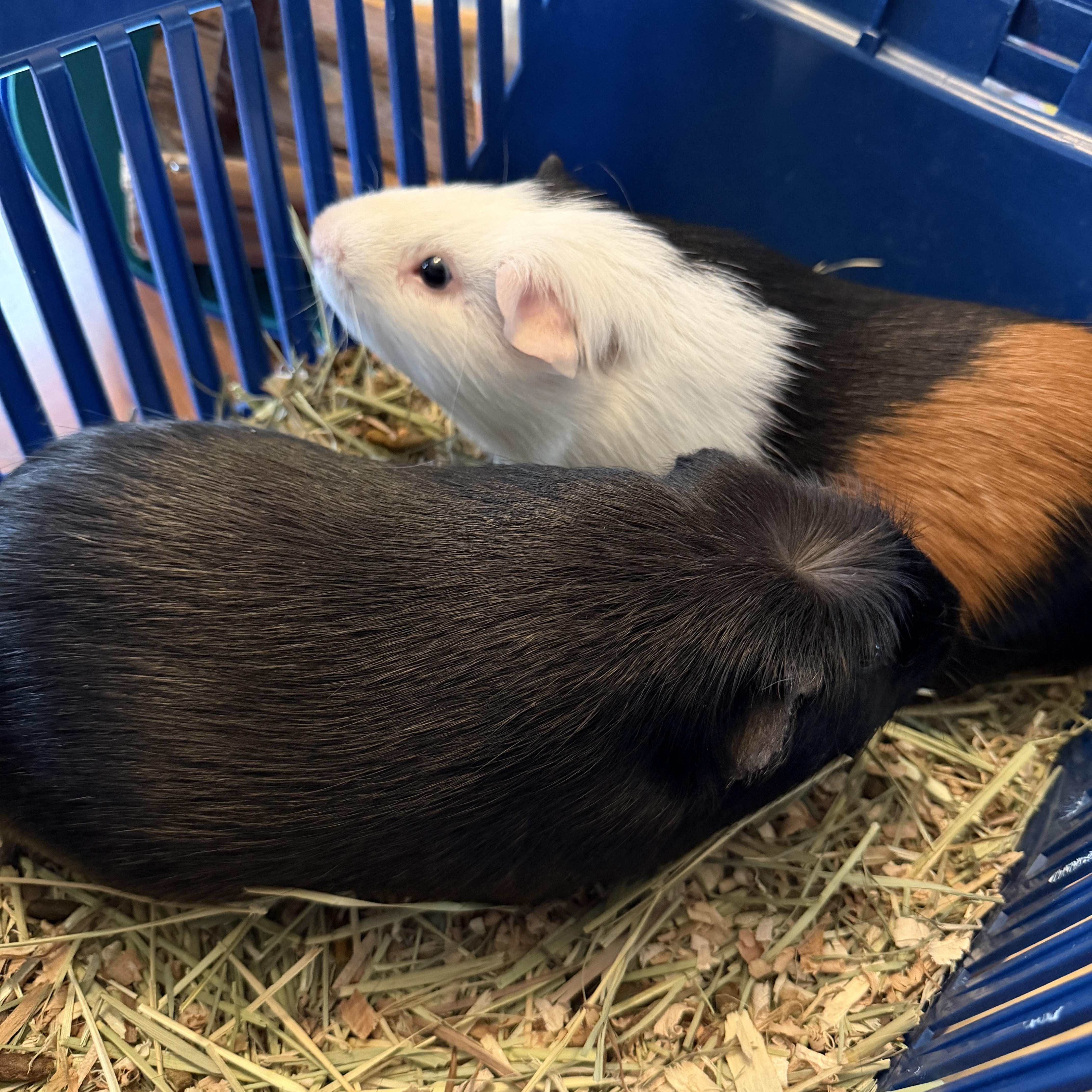 Enlarge Fig and Pibb BONDED, a ADOPTABLE Guinea Pig in Minneapolis, MN image 2/4