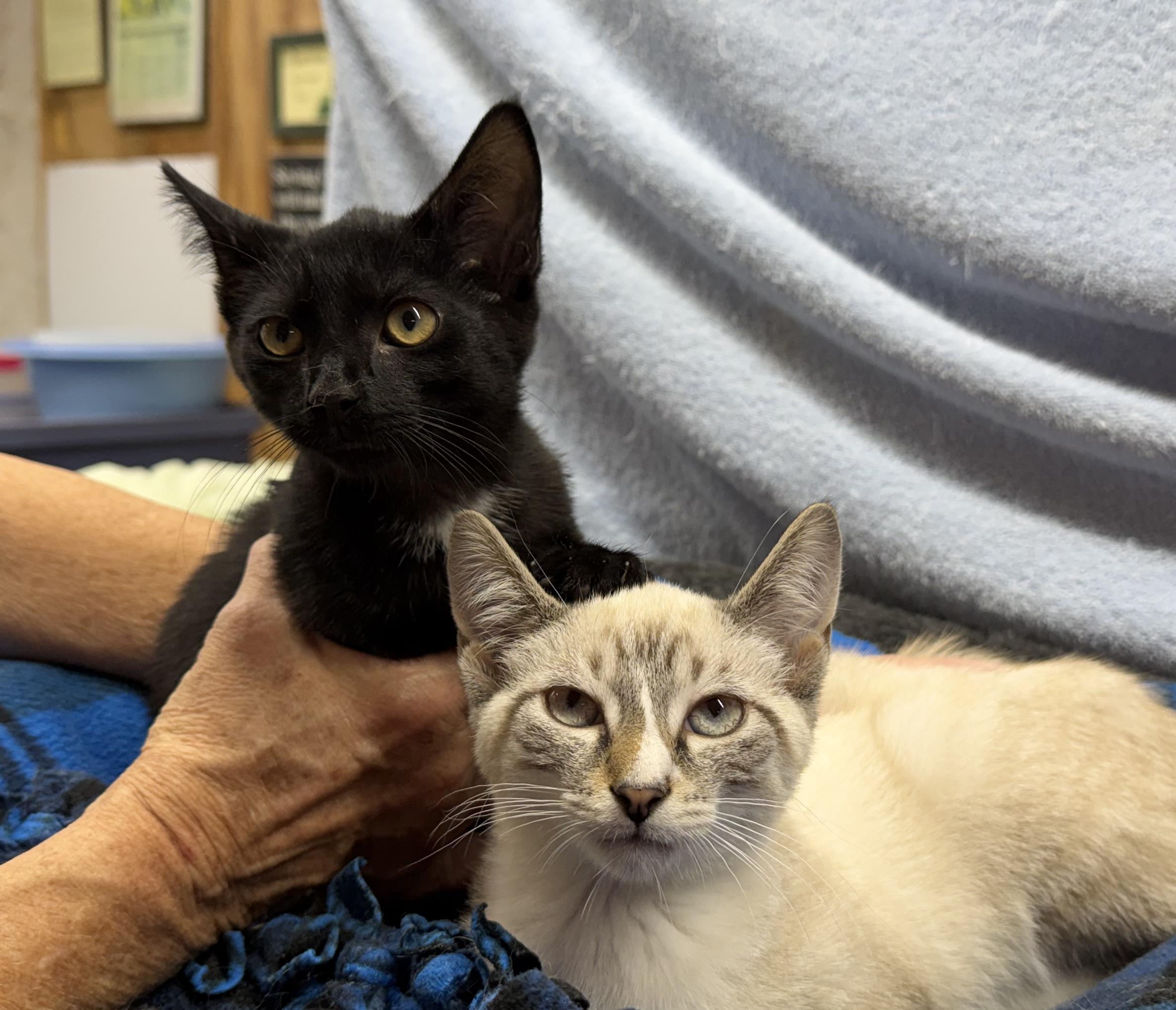 Enlarge Ethan, a ADOPTABLE Domestic Short Hair in Avon, OH image 5/5