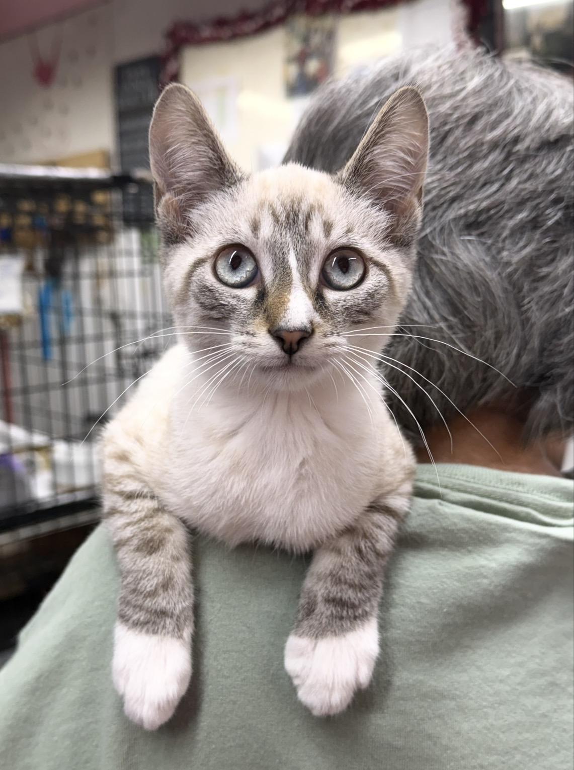 Ethan, ADOPTABLE, Kitten Male Domestic Short Hair.