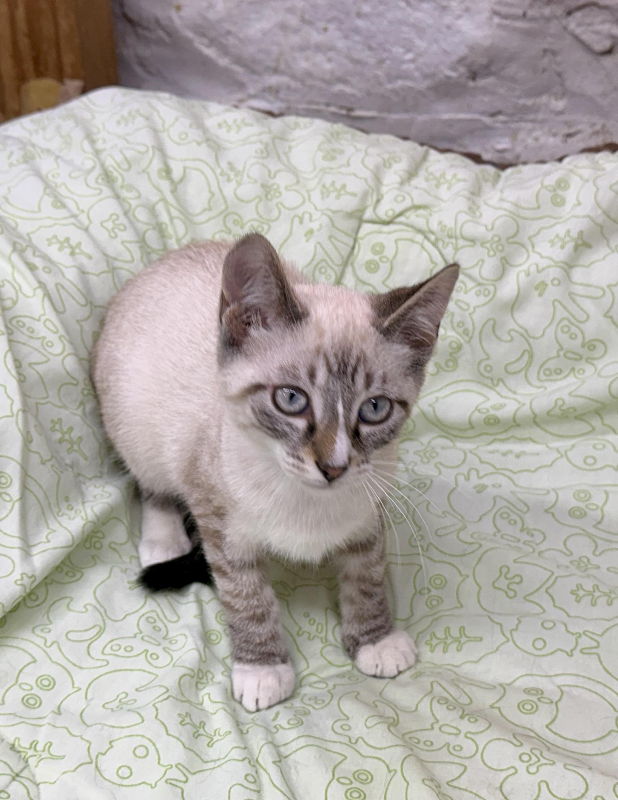 Enlarge Ethan, a ADOPTABLE Domestic Short Hair in Avon, OH image 3/5