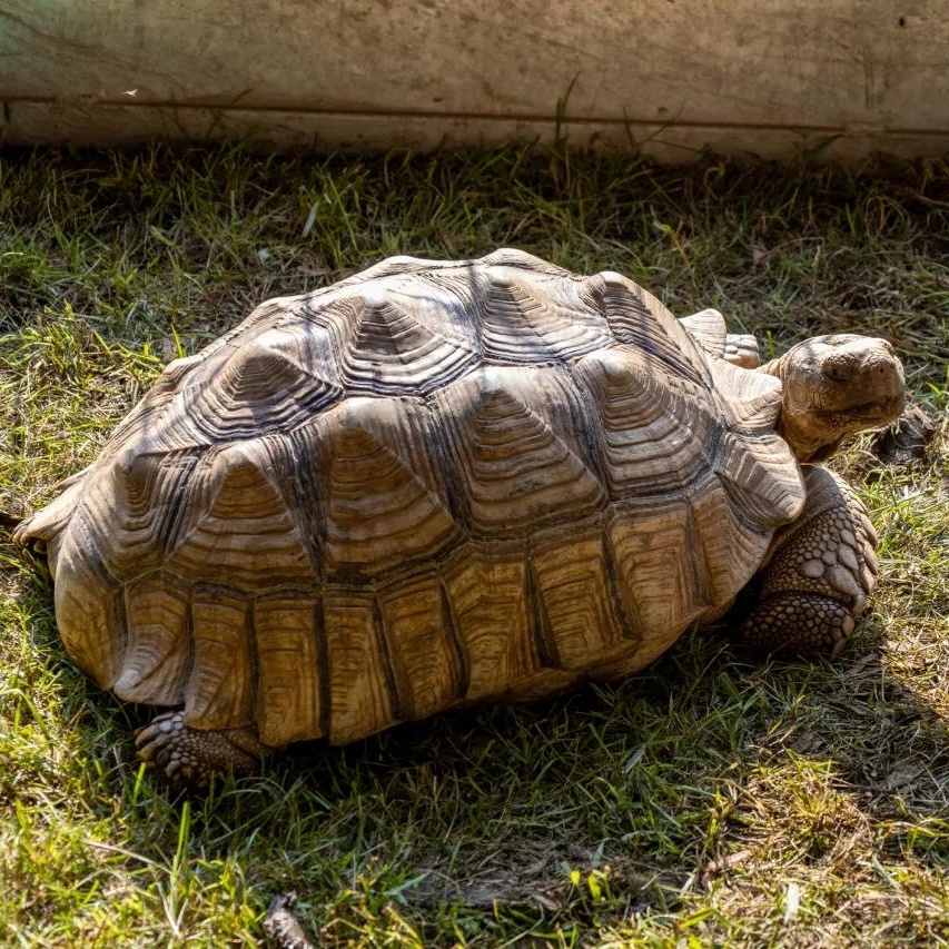 Enlarge Ivy, a Adoptable Sulcata in Springtown, TX image 1/1