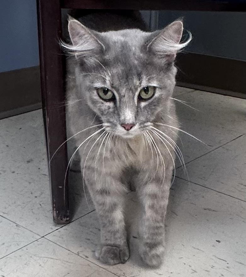 Enlarge Adeline, a Adopted Domestic Medium Hair in Dyersburg, TN image 1/4