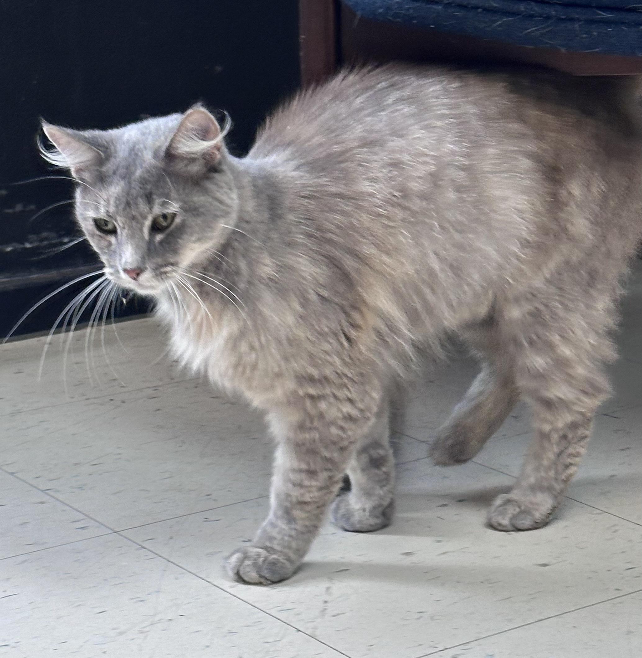 Enlarge Adeline, a Adopted Domestic Medium Hair in Dyersburg, TN image 3/4