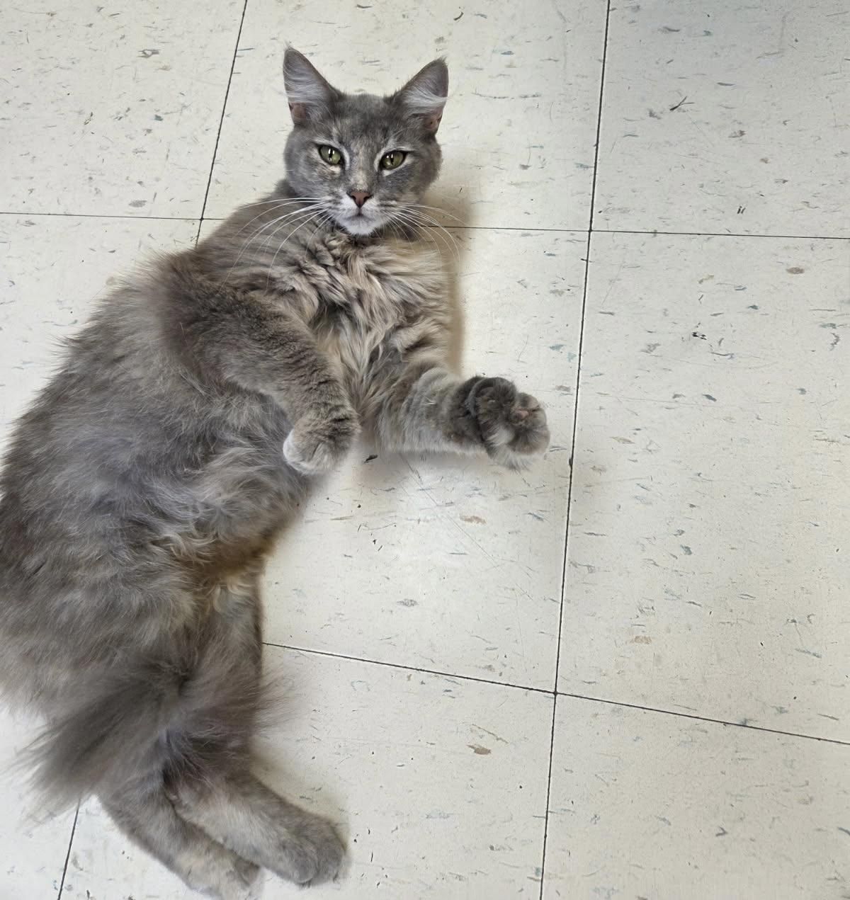 Enlarge Adeline, a Adopted Domestic Medium Hair in Dyersburg, TN image 4/4