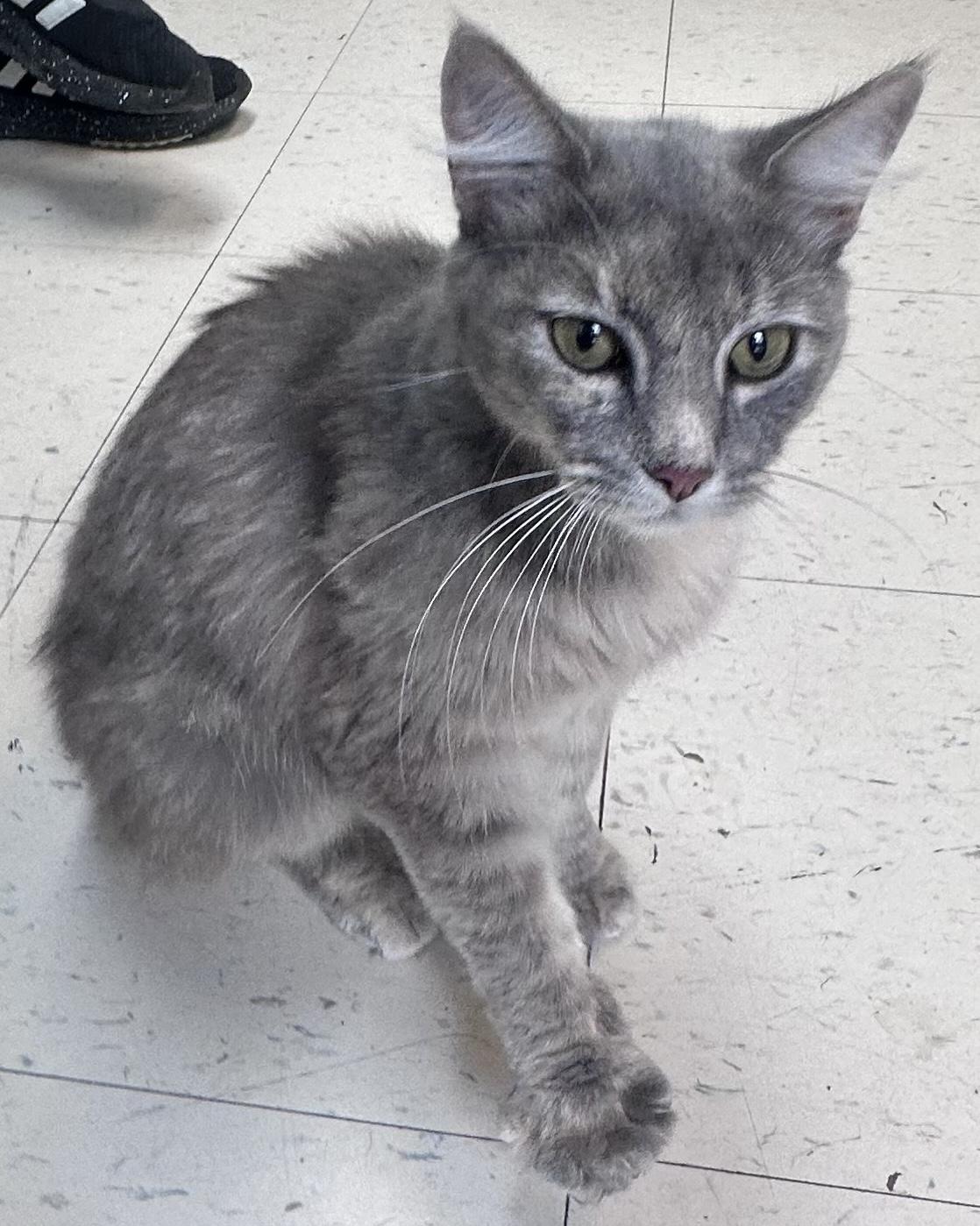 Enlarge Adeline, a Adopted Domestic Medium Hair in Dyersburg, TN image 2/4