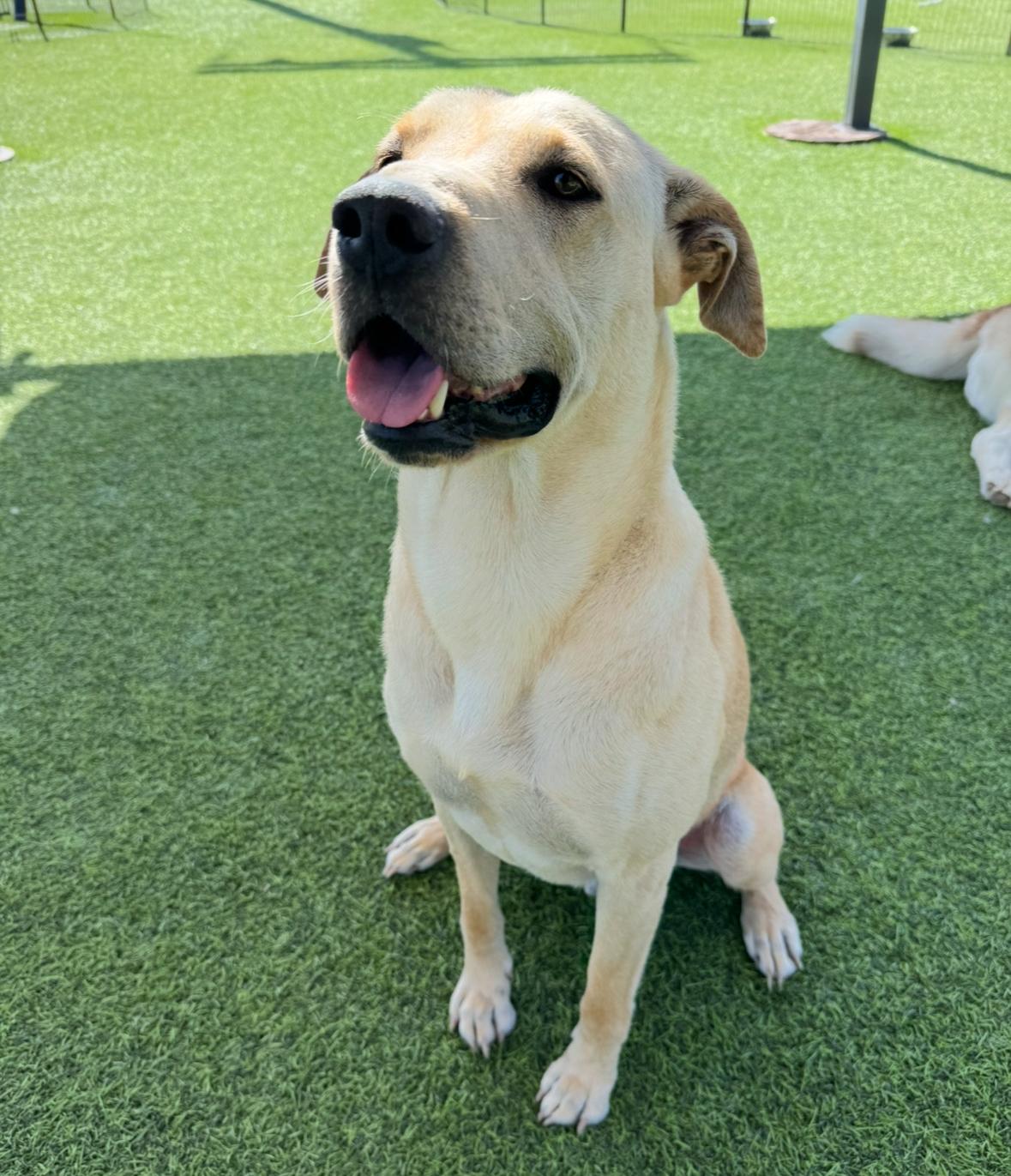Jerry Garcia (No Adoption Fee!), Adopted, Adult Male Yellow Labrador Retriever & Hound.
