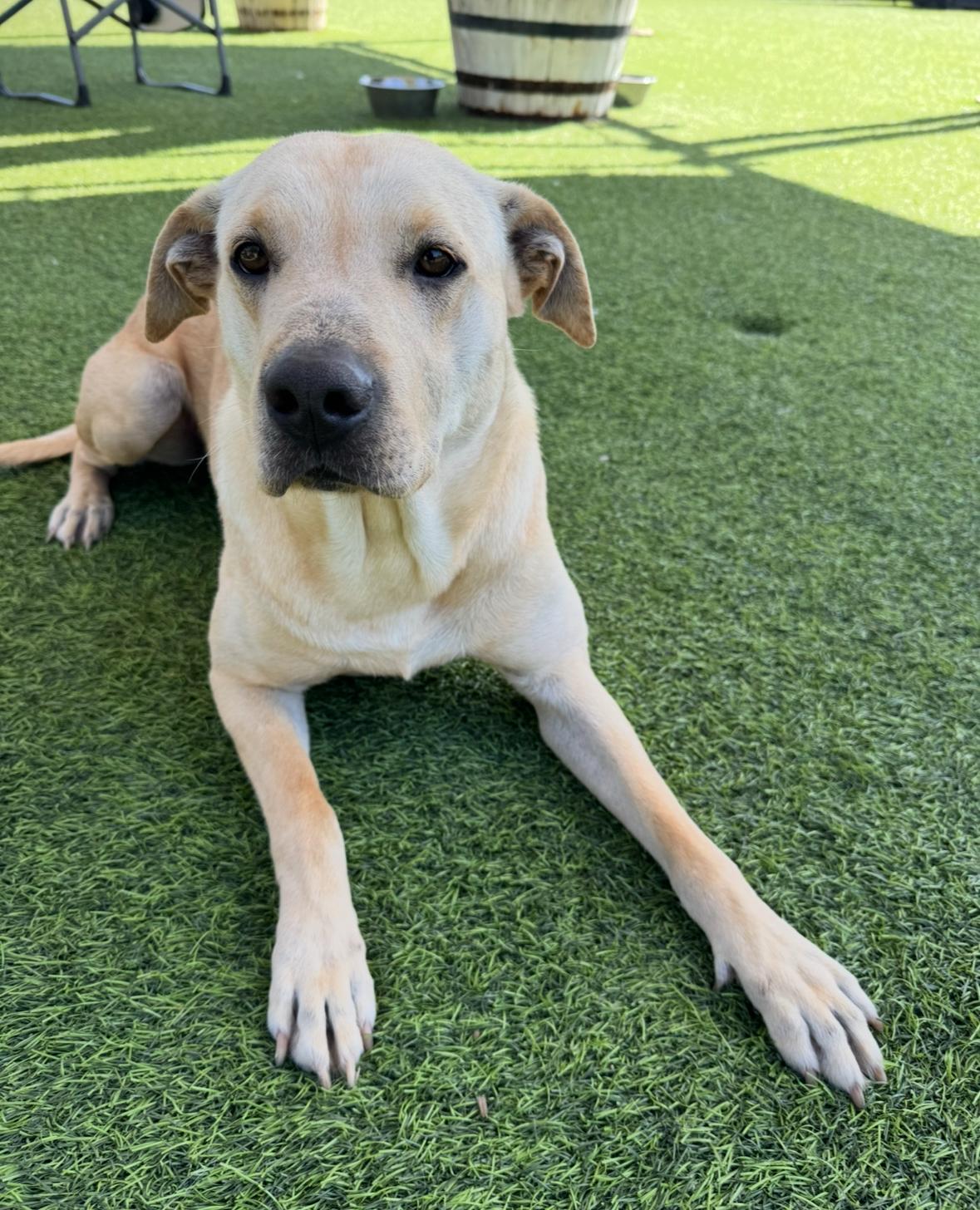 Enlarge Jerry Garcia (No Adoption Fee!), a Adopted mixed breed in Poway, CA image 2/3