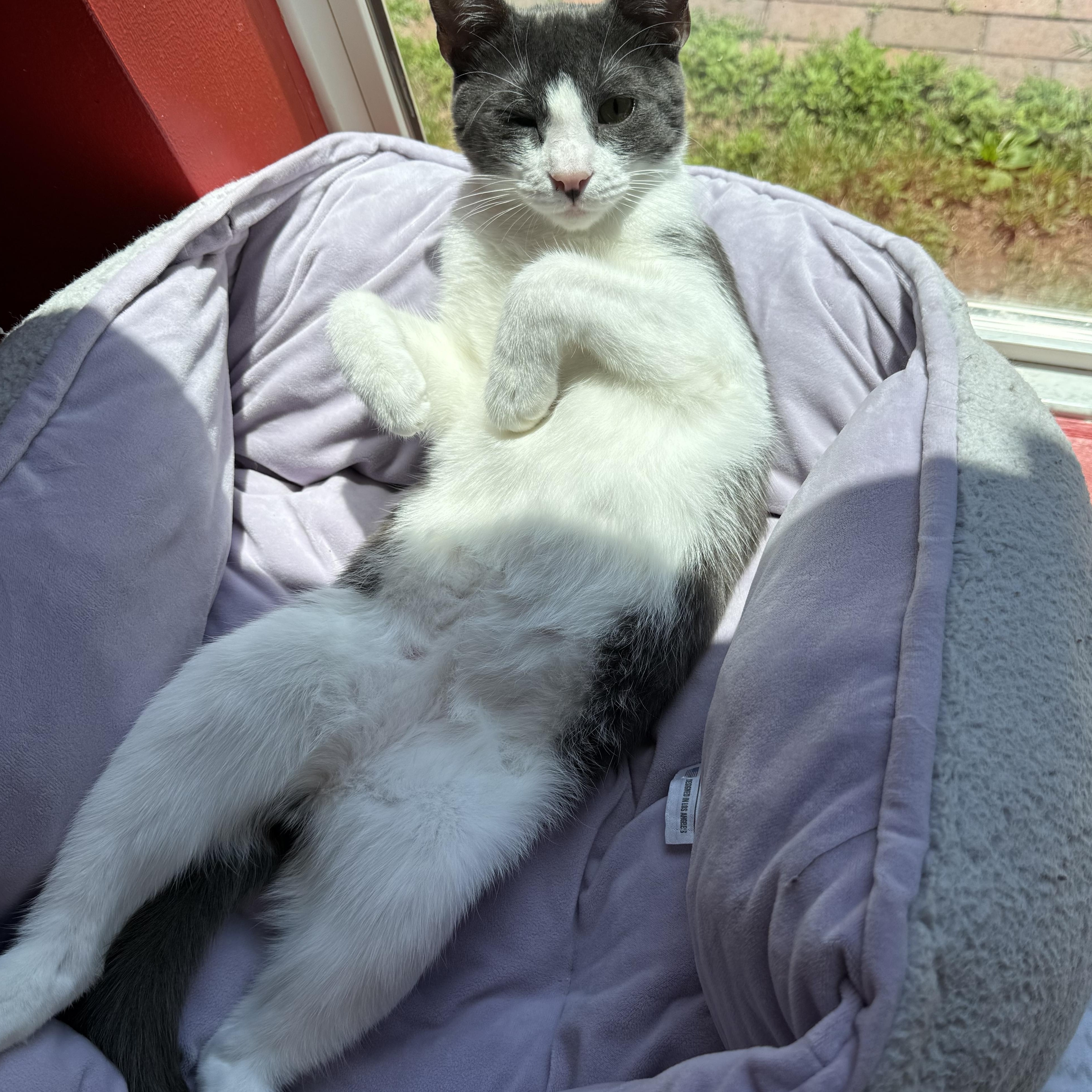 Enlarge Jar Jar, a Adoptable Domestic Short Hair in North Haven, CT image 3/3