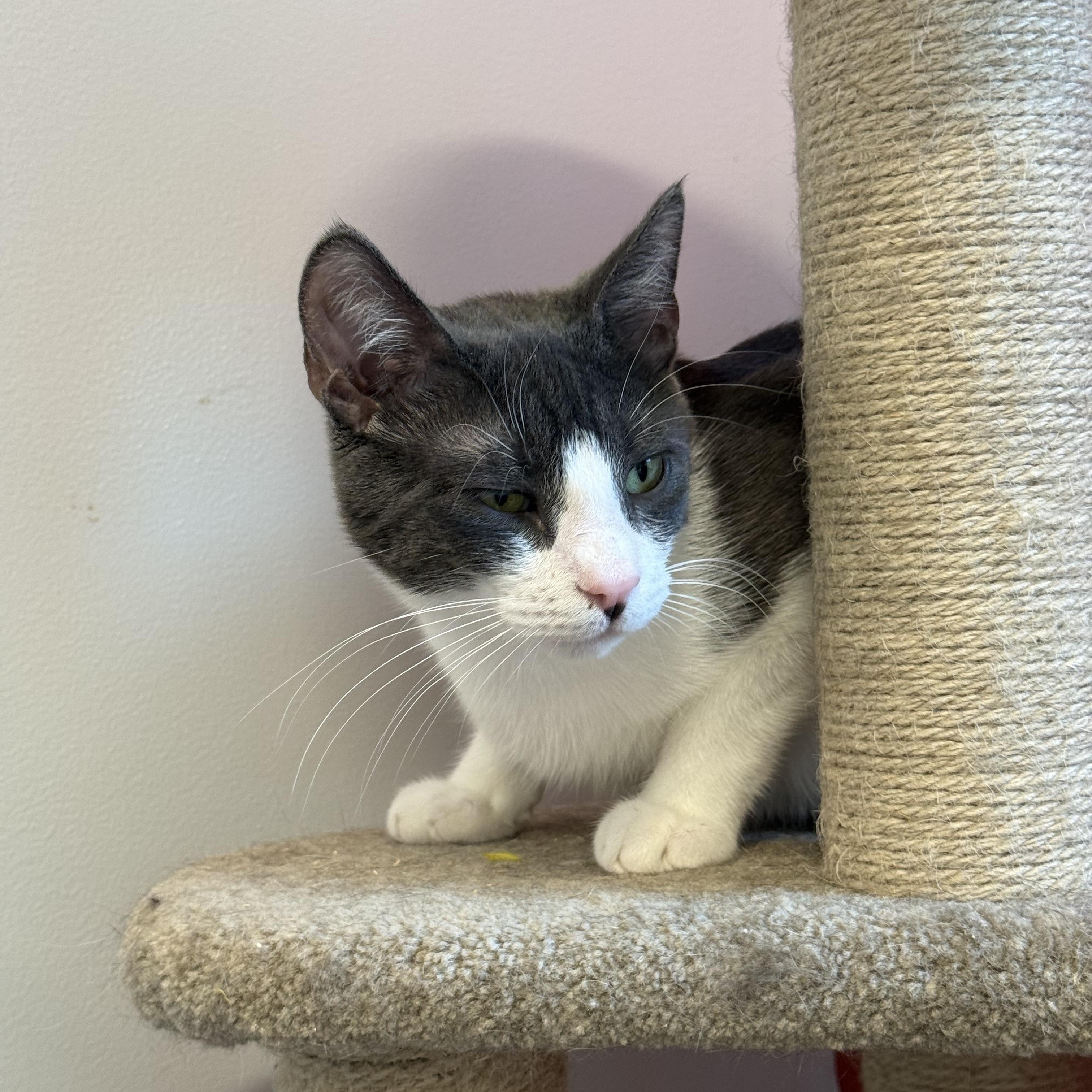 Enlarge Jar Jar, a Adoptable Domestic Short Hair in North Haven, CT image 2/3