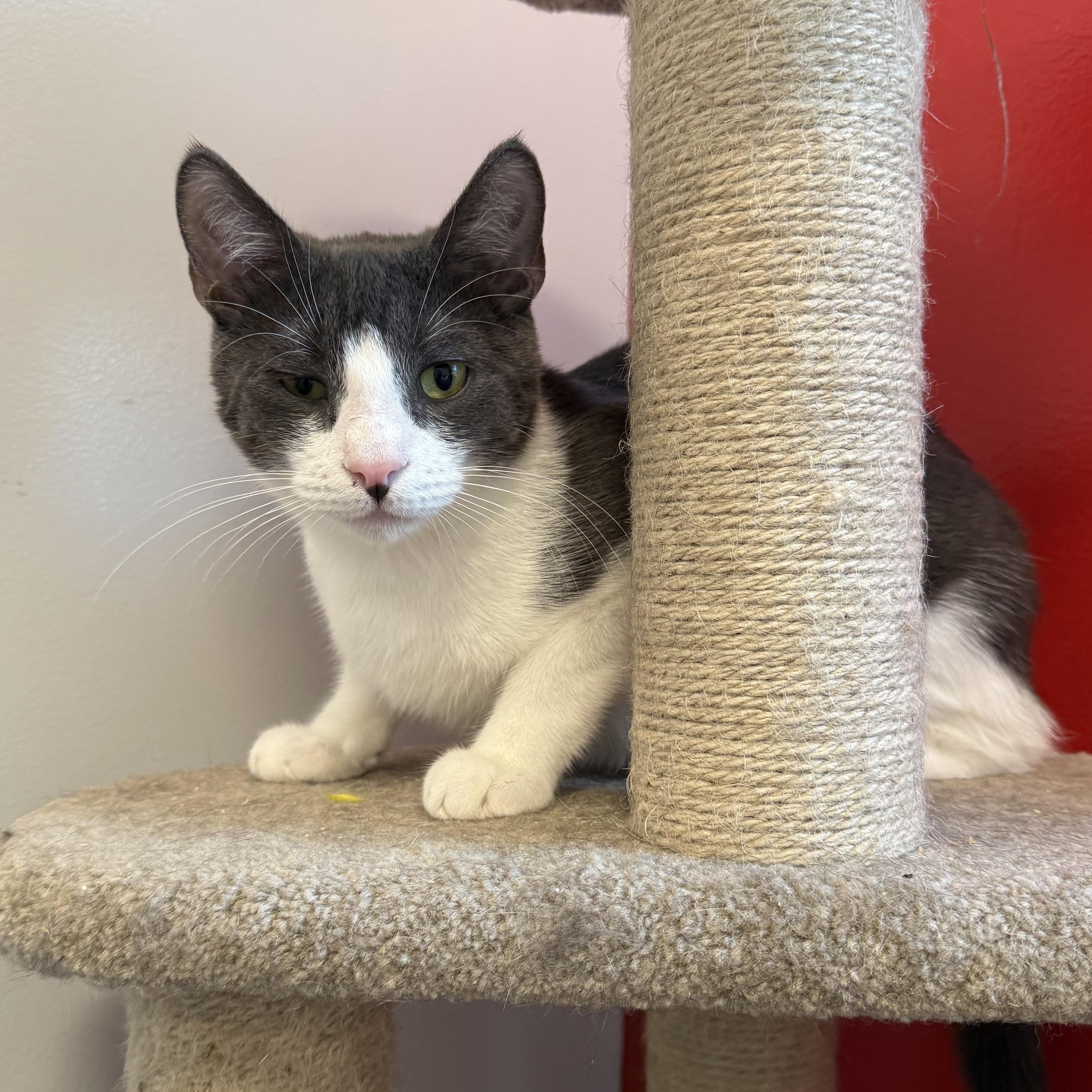 Jar Jar, Adoptable, Young Male Domestic Short Hair.