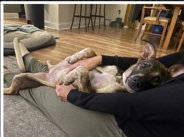 Enlarge Armadillo, a Adoptable mixed breed in Kenner, LA image 1/6