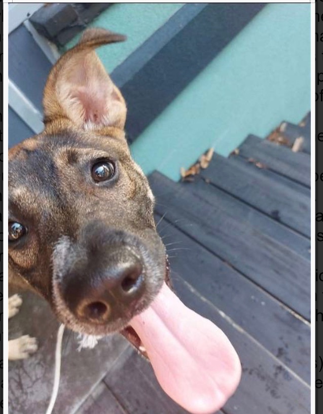 Enlarge Armadillo, a Adoptable mixed breed in Kenner, LA image 2/6