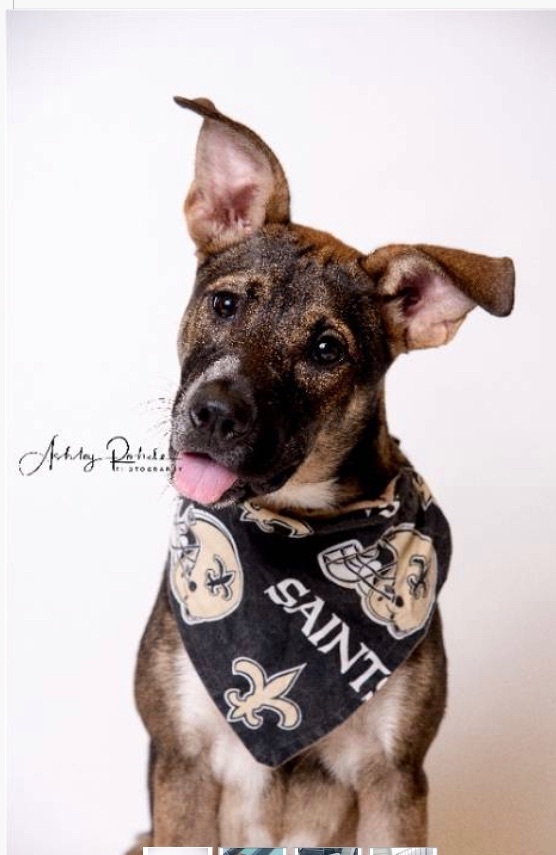 Armadillo, Adoptable, Young Female Belgian Shepherd / Malinois & Australian Cattle Dog / Blue Heeler.