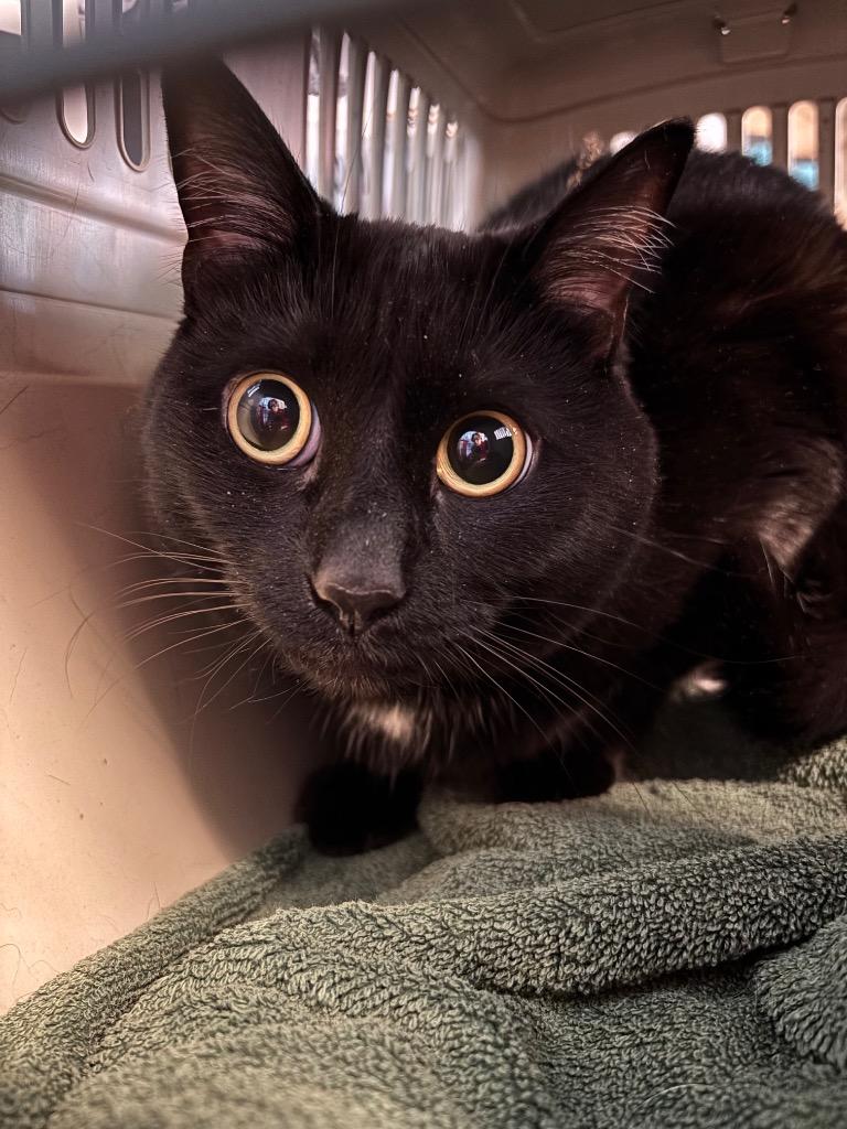 Bikini, Adoptable, Adult Female Domestic Short Hair.