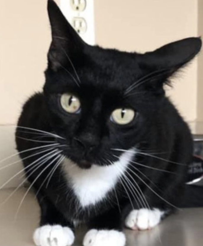 Enlarge Sally Jane , a Adoptable Domestic Short Hair in Independence, MO image 1/11