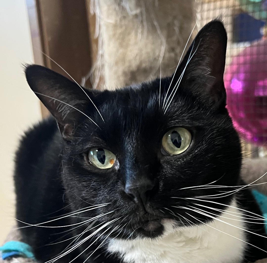 Enlarge Sally Jane , a Adoptable Domestic Short Hair in Independence, MO image 2/11