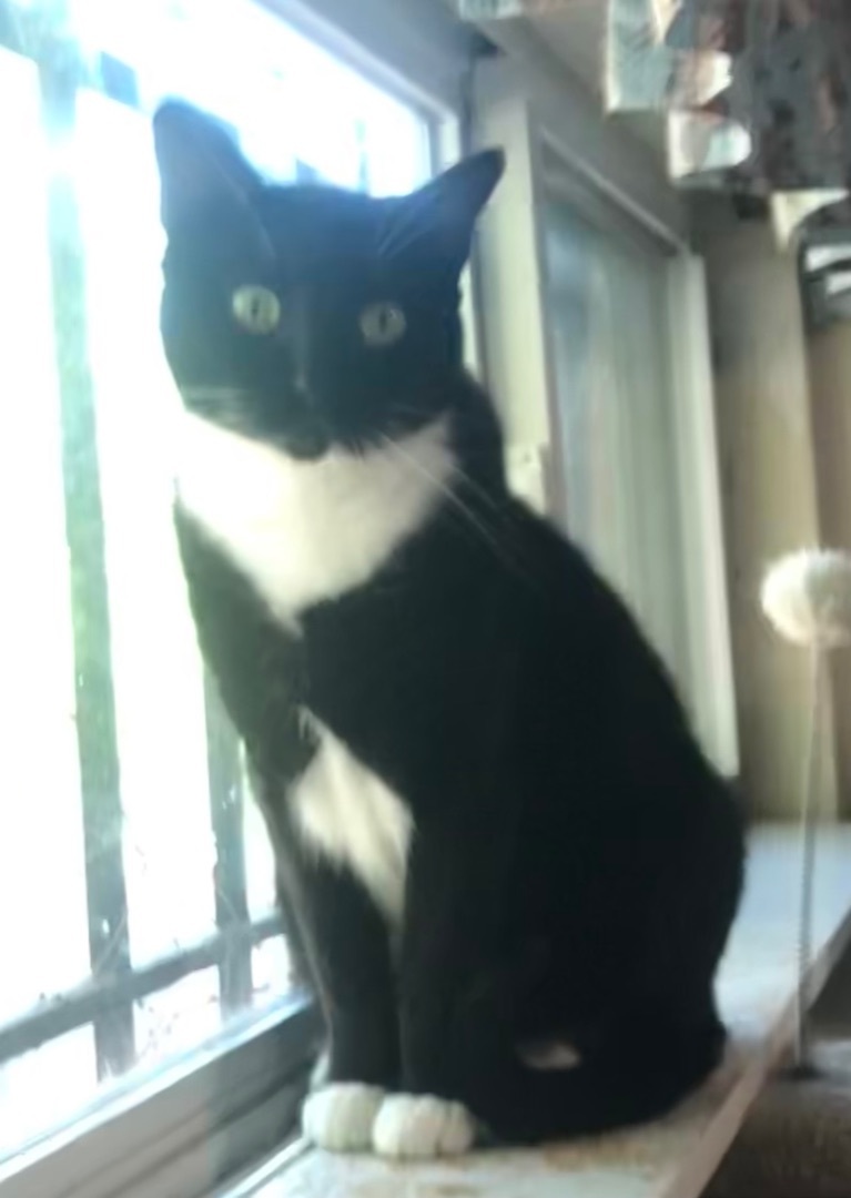 Enlarge Sally Jane , a Adoptable Domestic Short Hair in Independence, MO image 3/11