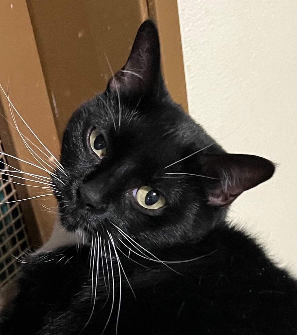 Enlarge Sally Jane , a Adoptable Domestic Short Hair in Independence, MO image 4/11