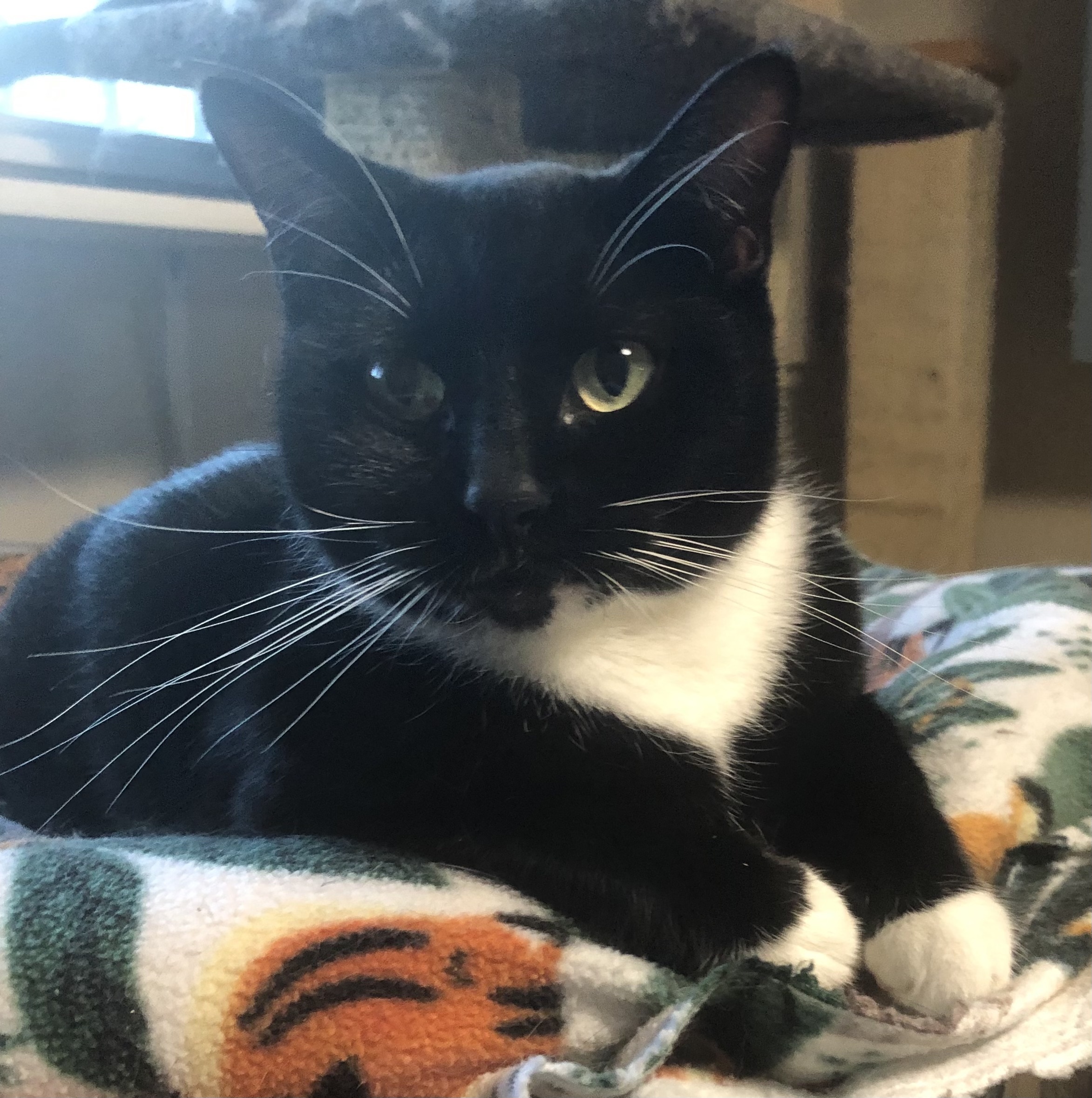 Enlarge Sally Jane , a Adoptable Domestic Short Hair in Independence, MO image 5/11